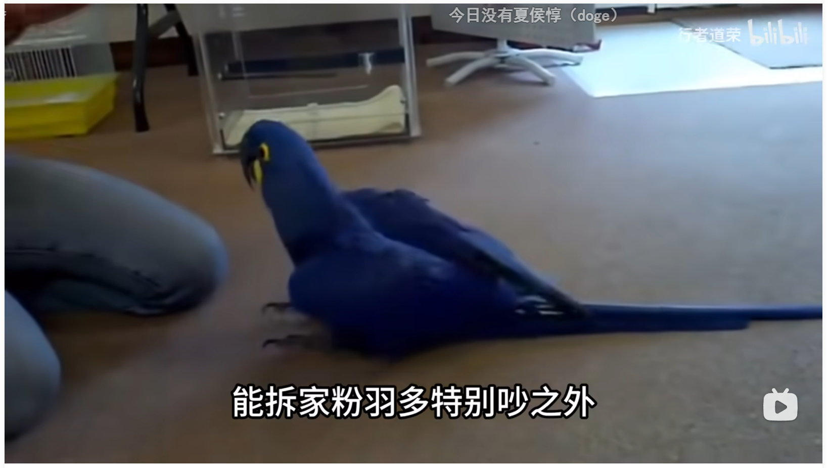 鹦鹉,中大型鹦鹉