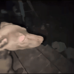 梗图,meme,动图,GIF,亓才孑