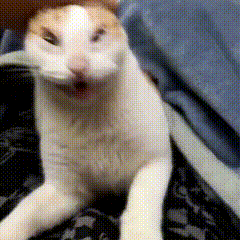 动图,meme,梗图,GIF