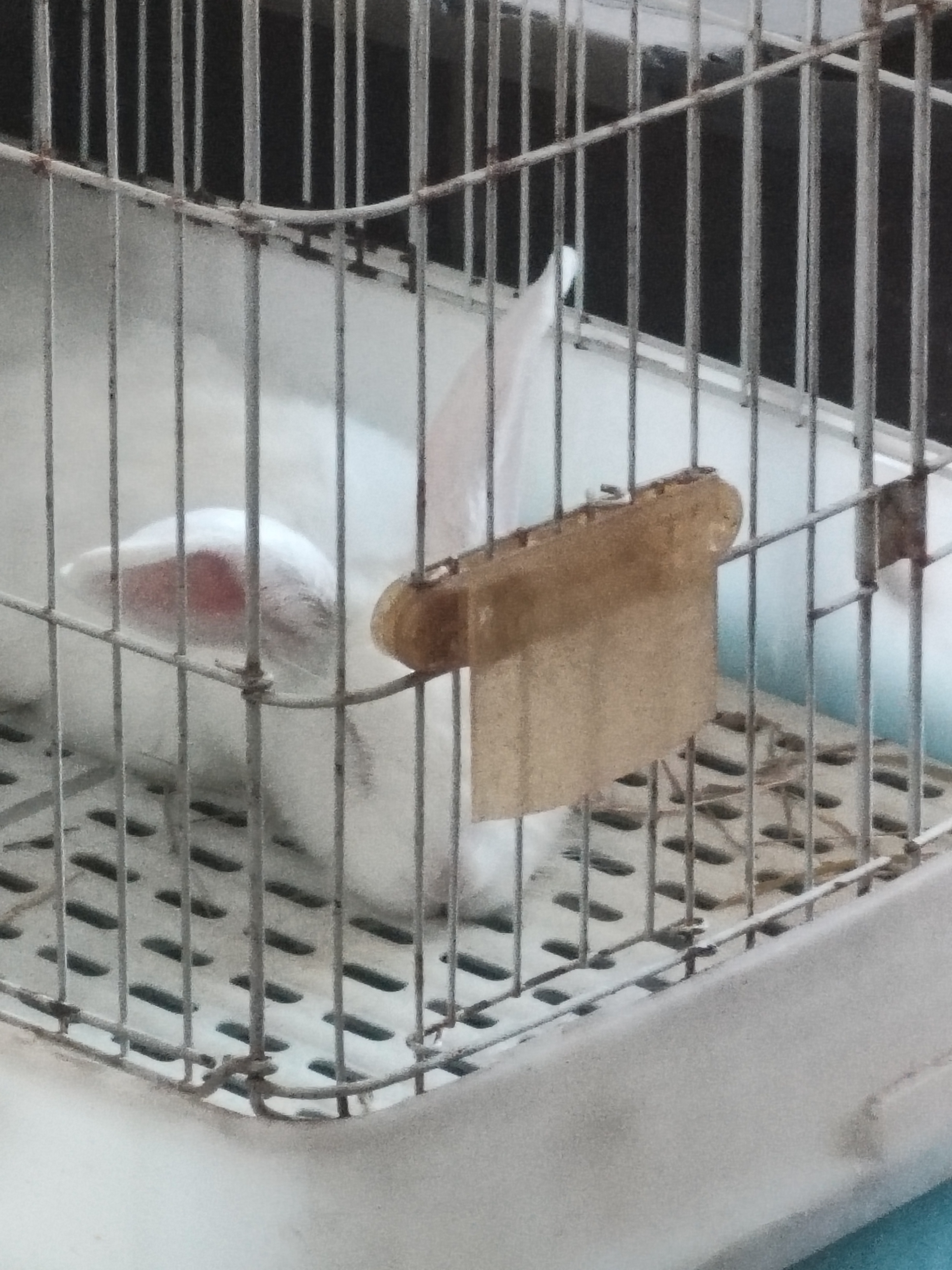 兔子,宠物