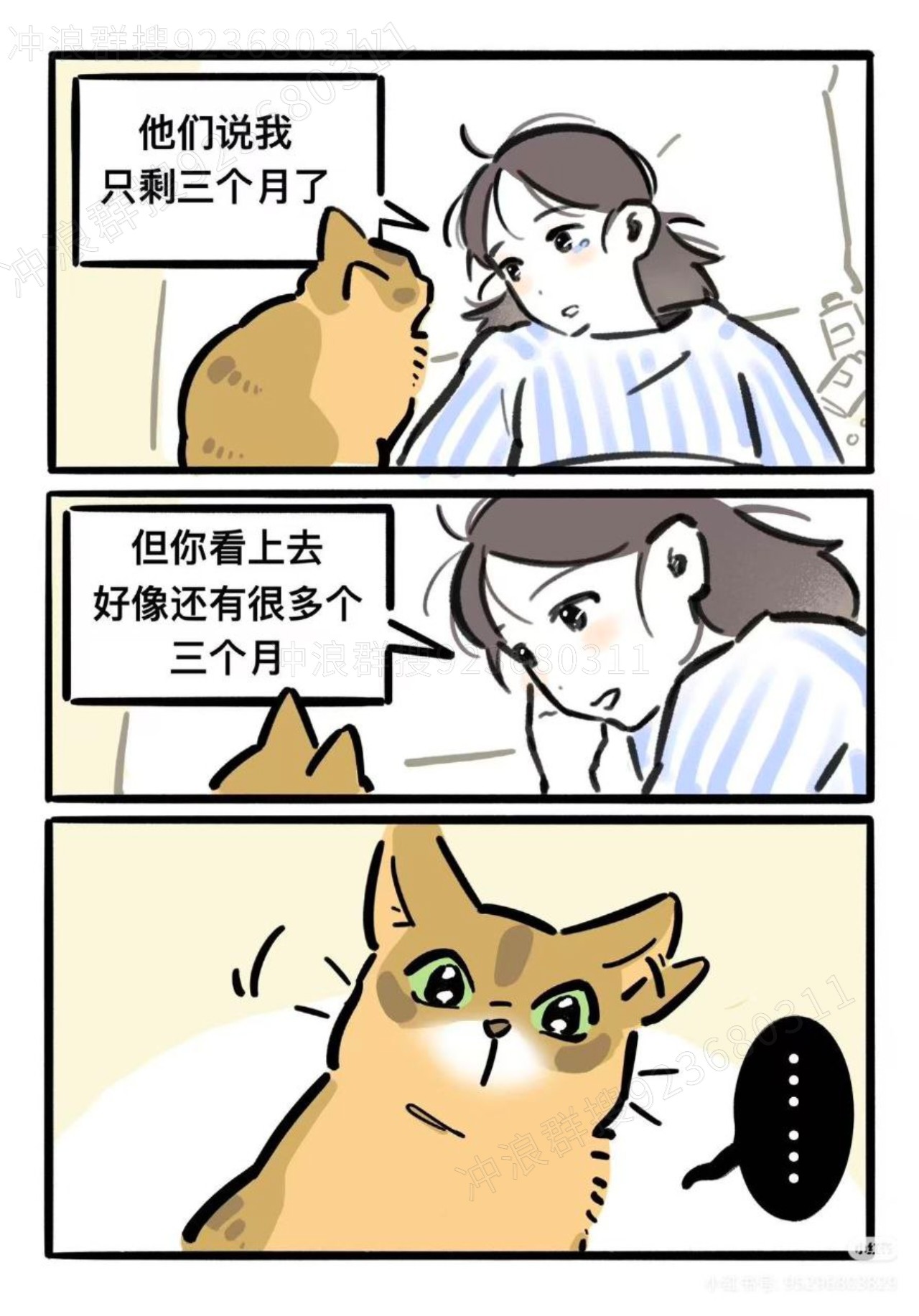 猫,故事