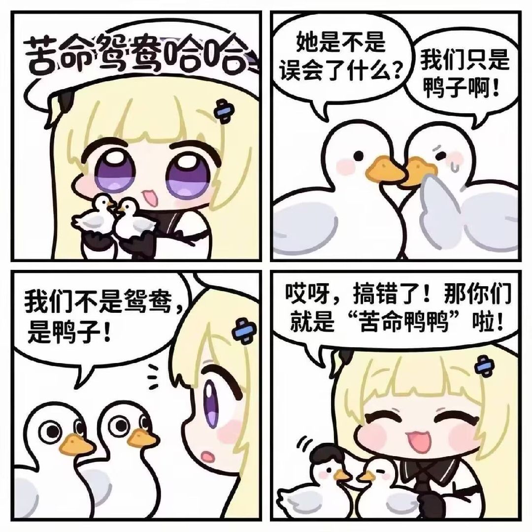 猪,猪猪,表情包