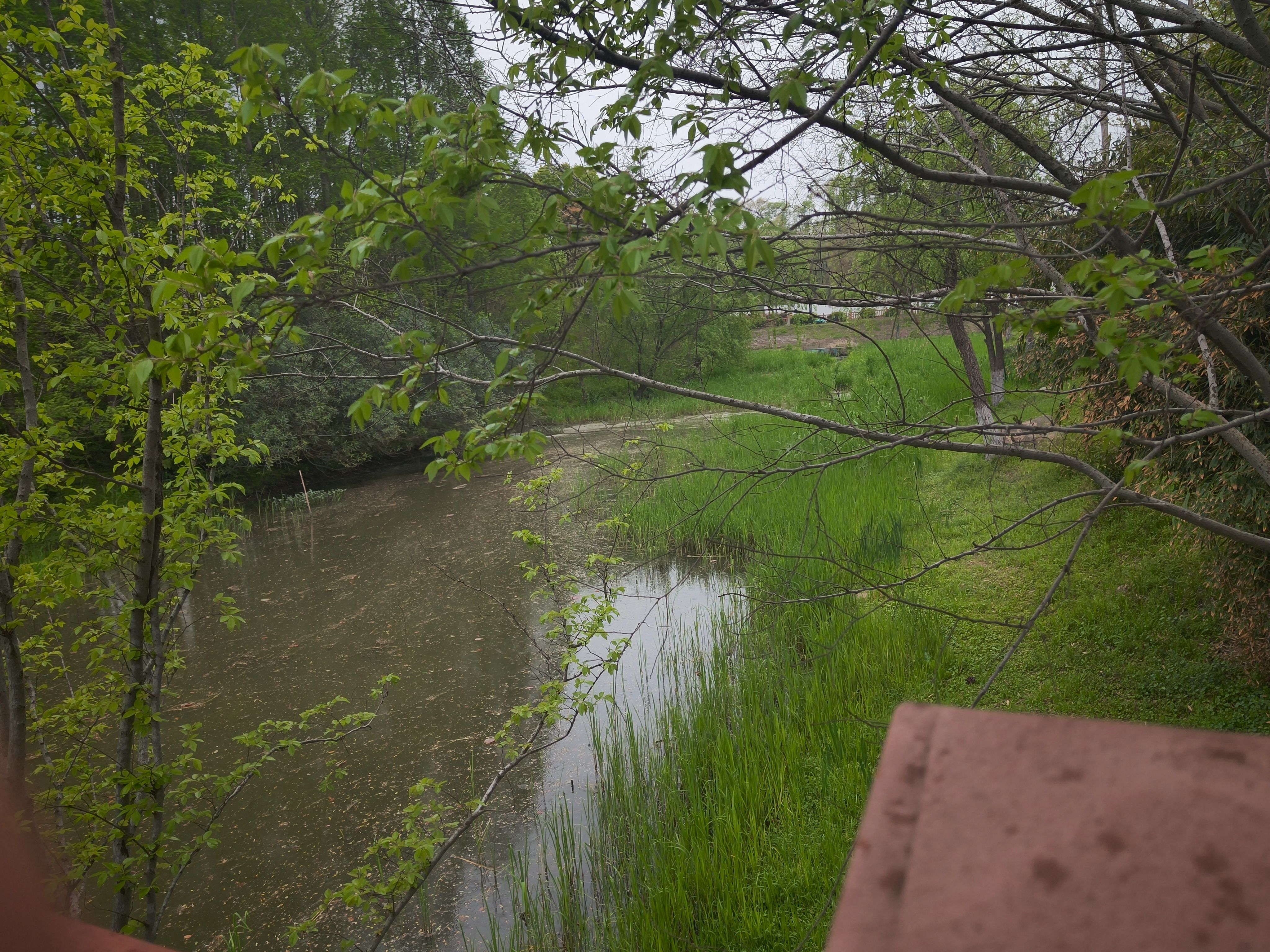 樱花,出游,日常,赏花