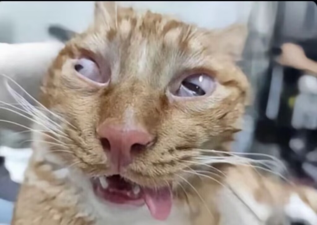 可爱,猫咪,awsl