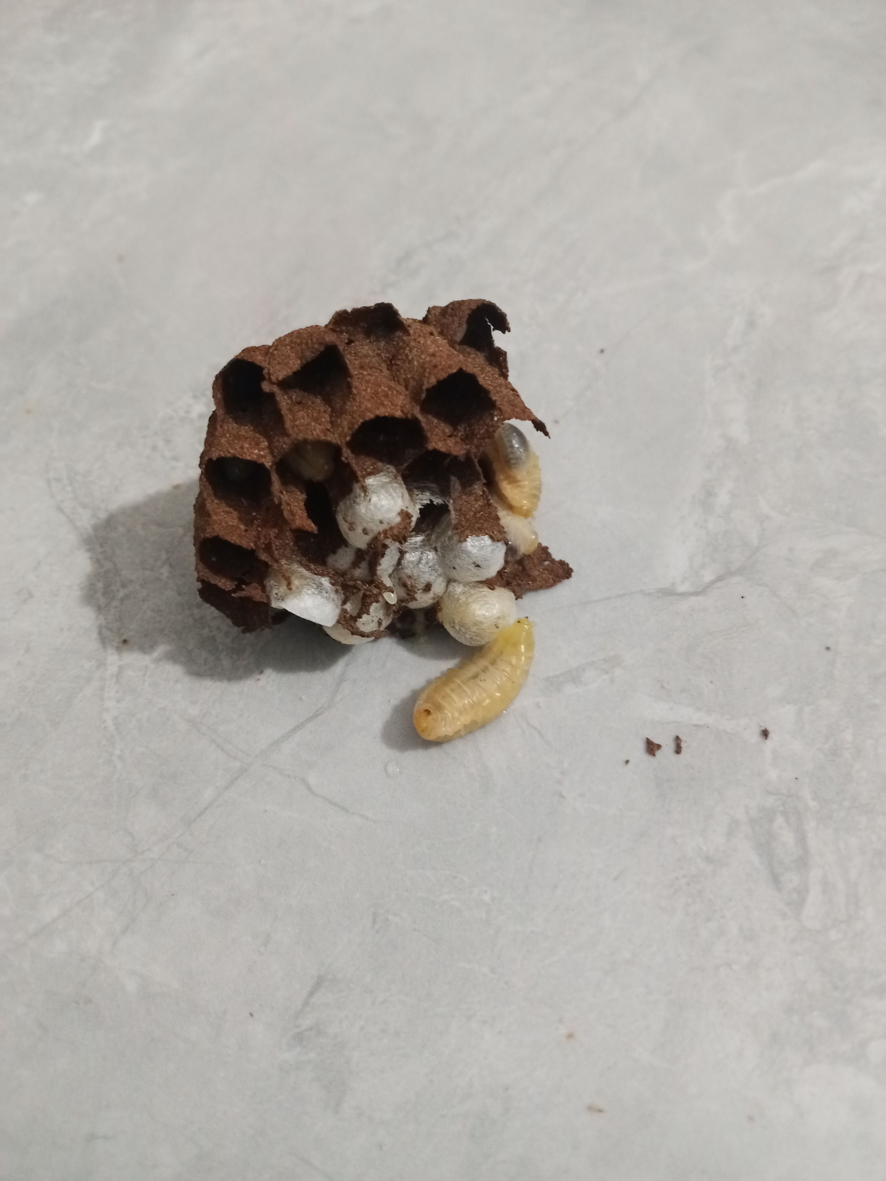 马蜂