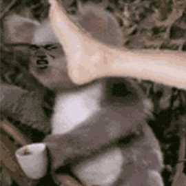 梗图,meme,动图,GIF