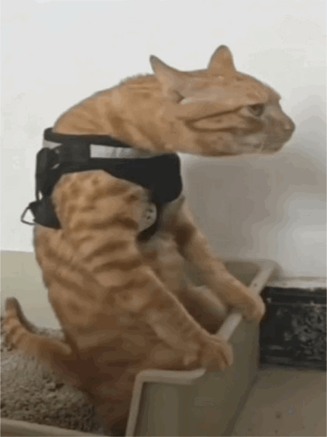 meme,动图,梗图,GIF