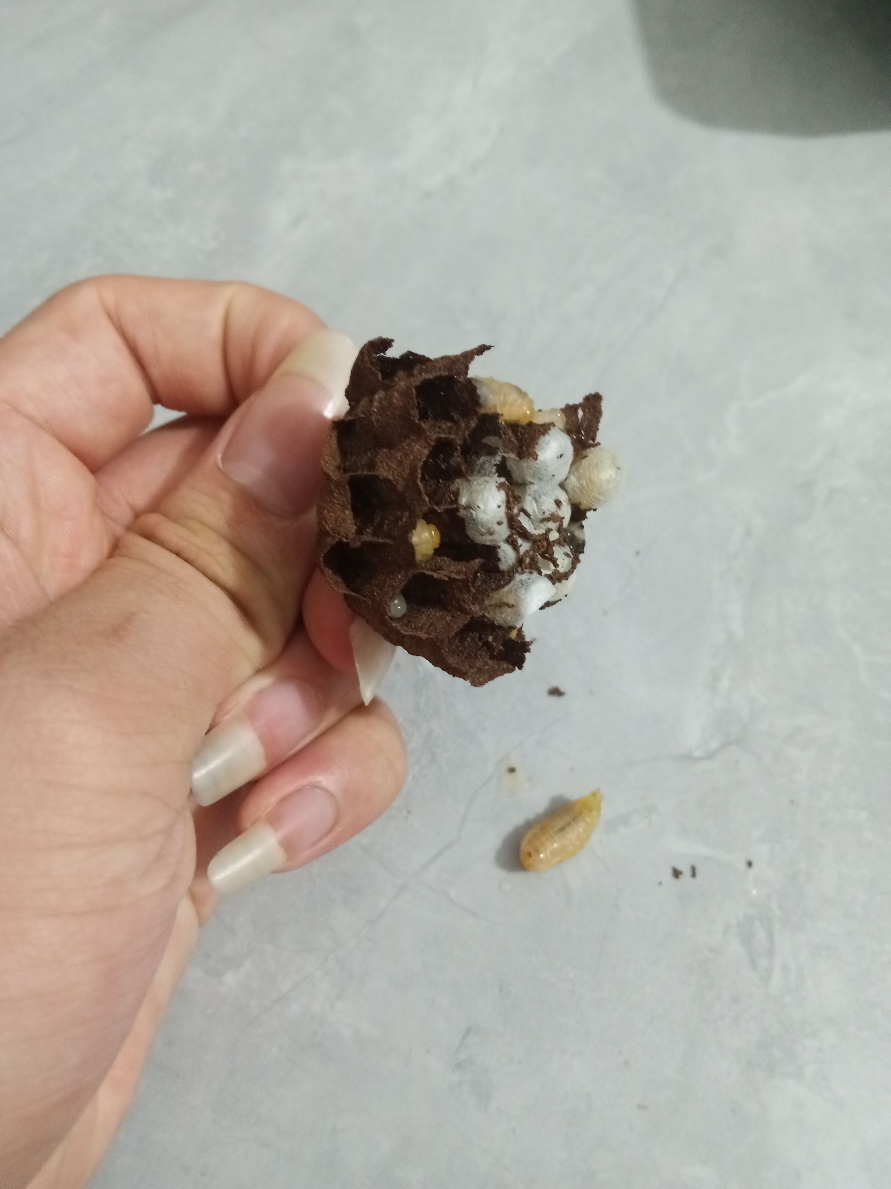 马蜂