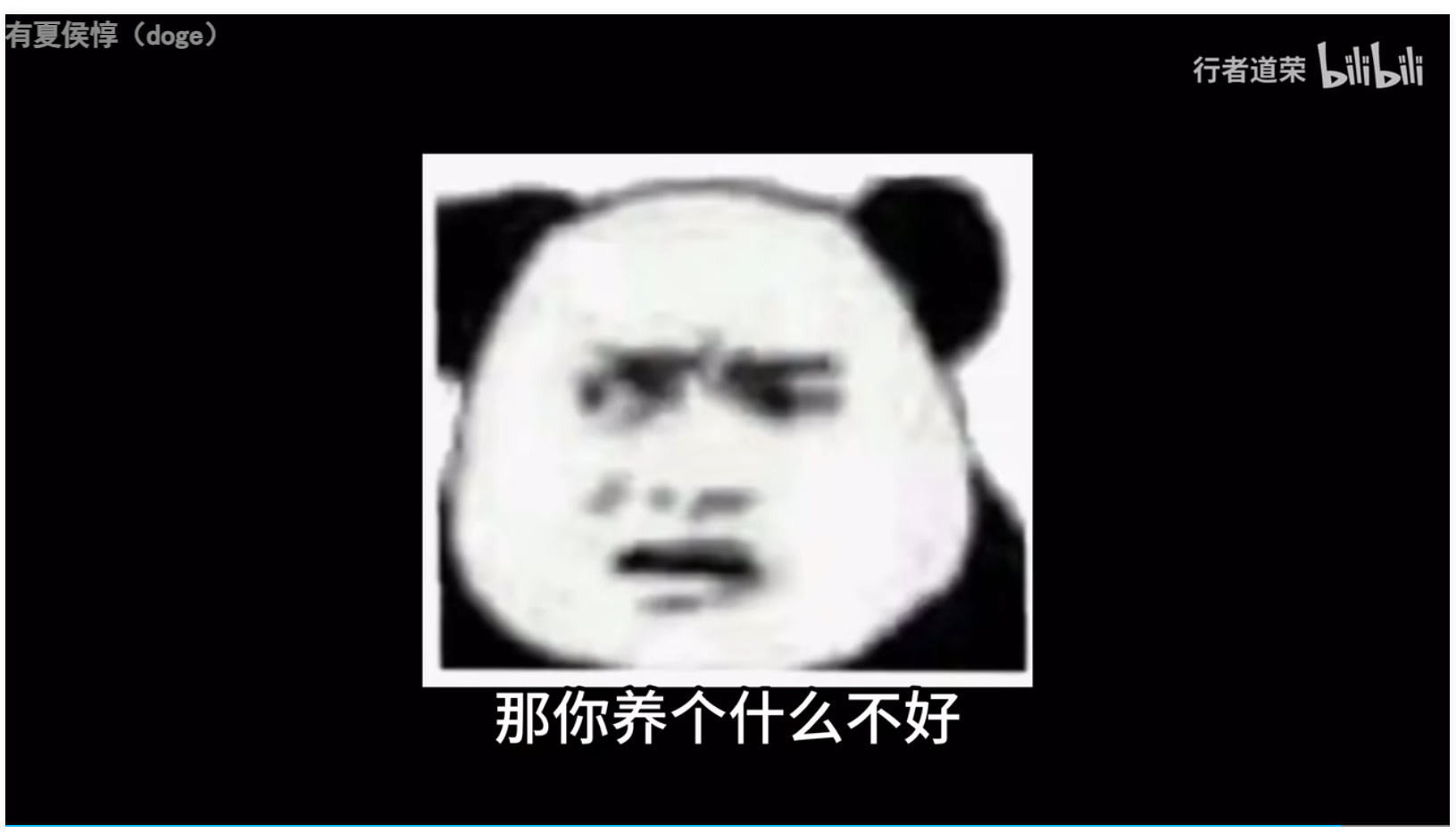 鹦鹉,中大型鹦鹉