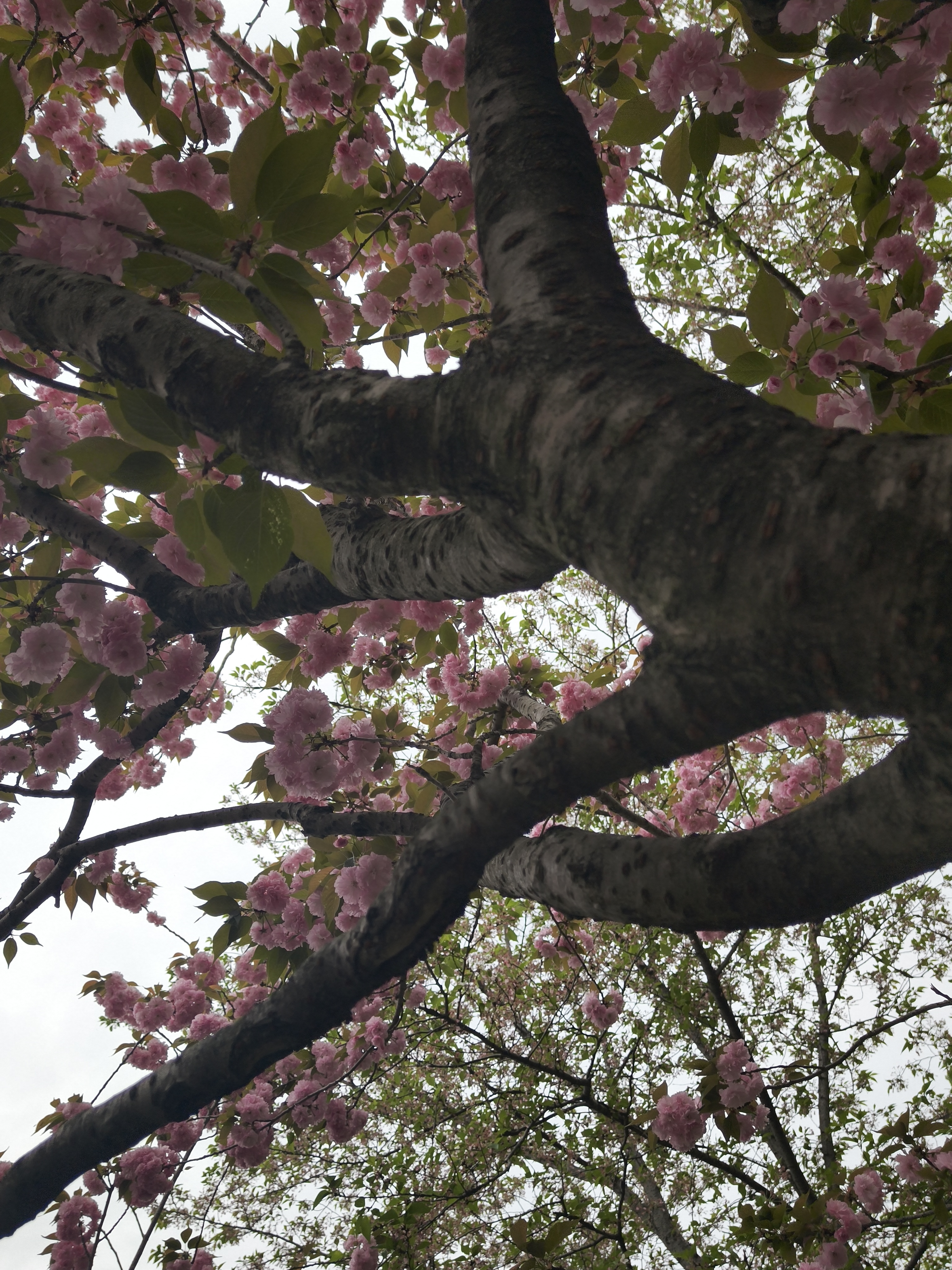 樱花,出游,日常,赏花