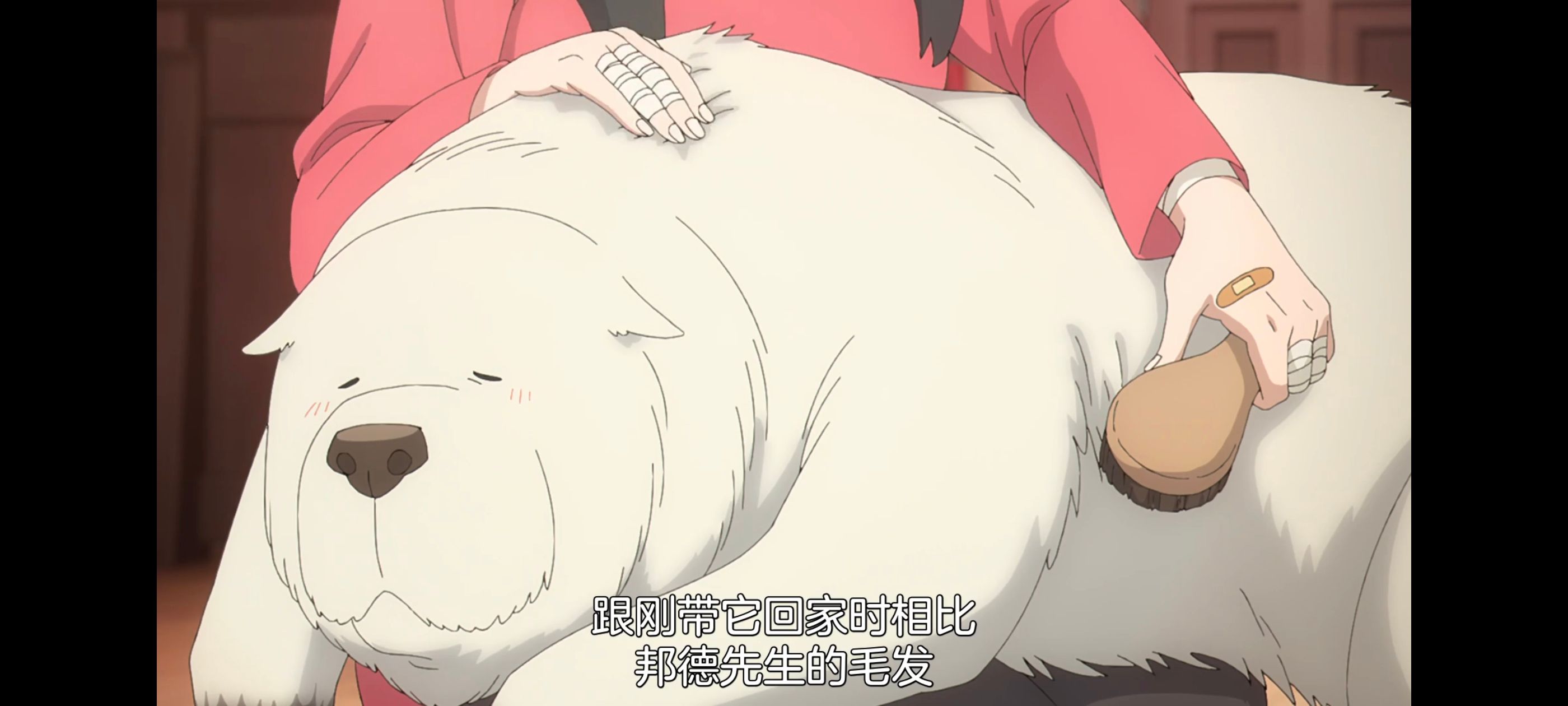 间谍过家家,SPYFAMILY,动画,动漫,番剧,ACG