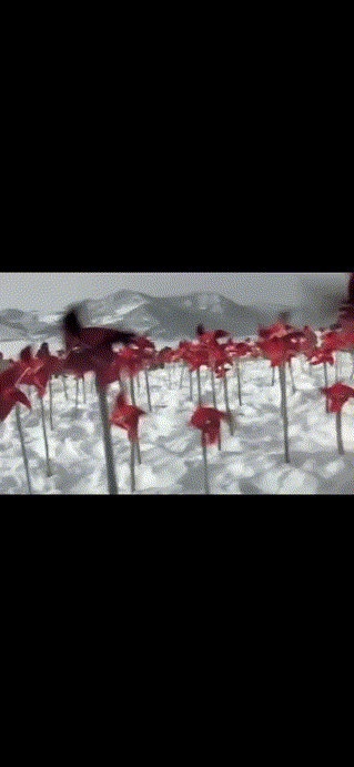 可乐,蓝与白工作室